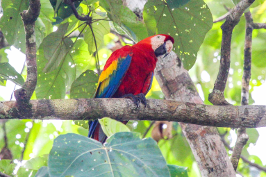 Macaw Standing On A Tree Branch Sierpe Mangler
 - Costa Rica