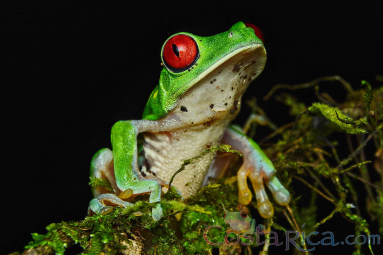 Red Eyed Green Tree Frog Perched On A Branch During The Night
 - Costa Rica
