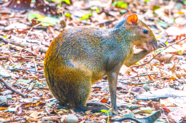 manuel antonio national park tour agouti 
 - Costa Rica