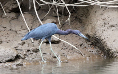 penas blancas little blue heron 
 - Costa Rica