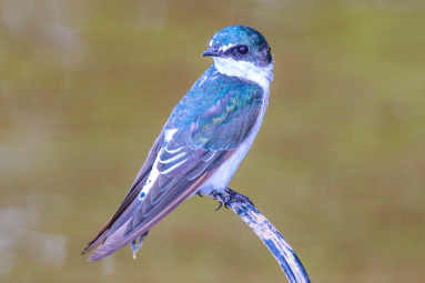 Bird Yes Sierpe Mangler
 - Costa Rica