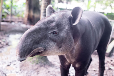 totto the tapir at the parque simon bolivar san jose 
 - Costa Rica