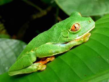 red eye green tree frog tortuguero 
 - Costa Rica