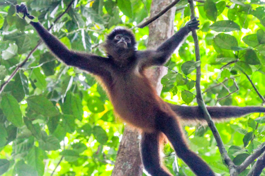 Spider Monkey Holding On Tree Branches In Sirena Ranger Station Corcovado
 - Costa Rica