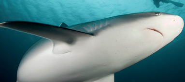 Bull Shark Cocos Island
 - Costa Rica