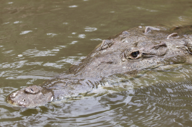 crocodile closeup 
 - Costa Rica