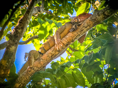 Green Iguana Manuel Antonio National Park
 - Costa Rica