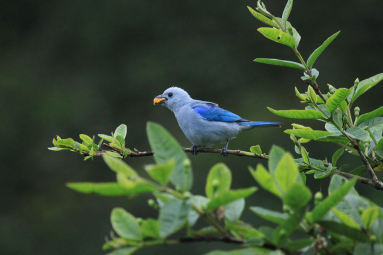 childrens eternal rainforest blue grey tanger san gerardo 
 - Costa Rica