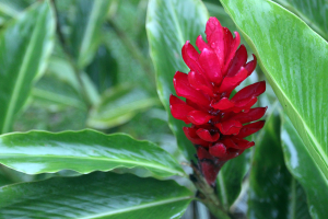 hotel lavas tacotal ginger flower 
 - Costa Rica