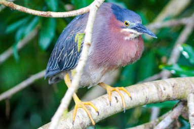 Green Heron On A Branch Sierpe Mangler
 - Costa Rica