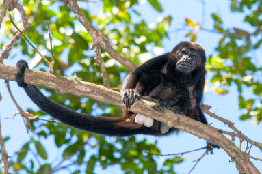 Howler Monkey On A Branch At Cabo Blanco Reserve
 - Costa Rica