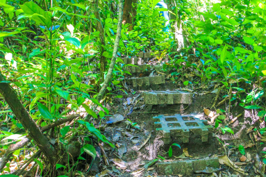 Trail Steps
 - Costa Rica
