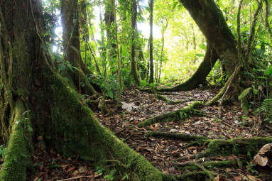 pocosol roots 
 - Costa Rica
